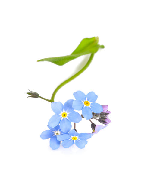 istock forget-me-not flower isolated on white 1167861491