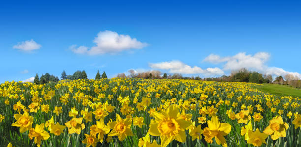champ de ressort de champ jaune de jonquilles - daffodil spring flower blue photos et images de collection