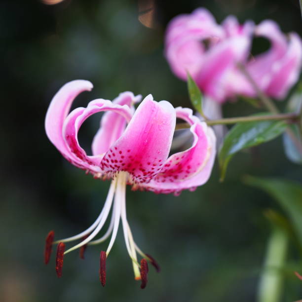istock Pink tiger lily or Lilium Stargazer in a garden 1167864342
