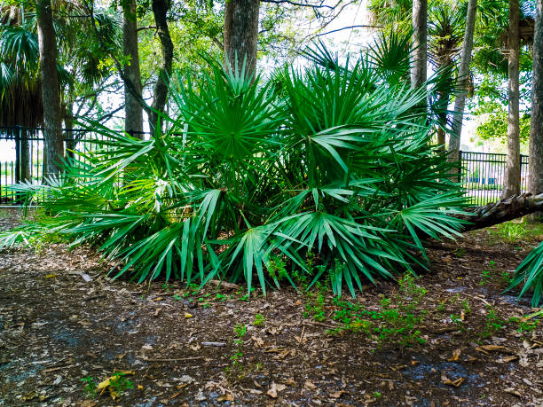 palmetto ha visto grandi piante - saw palmetto foto e immagini stock