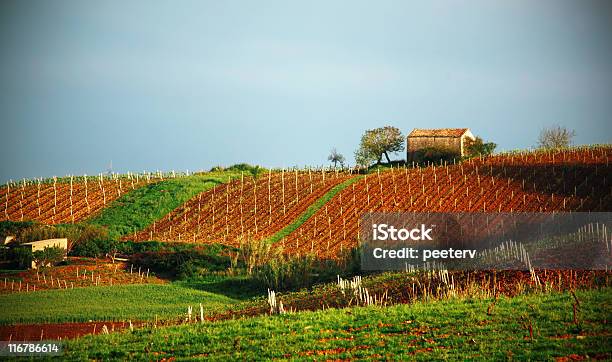 Viñedos Foto de stock y más banco de imágenes de Agricultura - Agricultura, Aire libre, Ajardinado