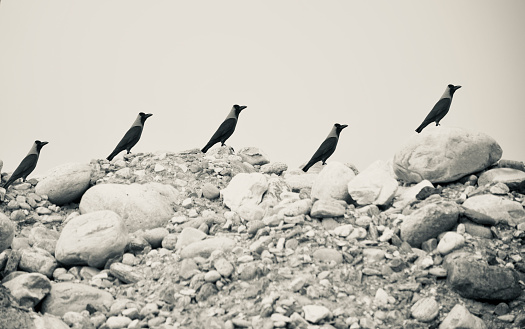 Some crows standing on stones unique photo