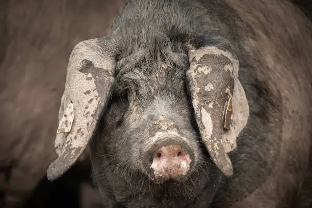 Photo of portrait of dirty cute pig eating with big ears covering his head, looking sad