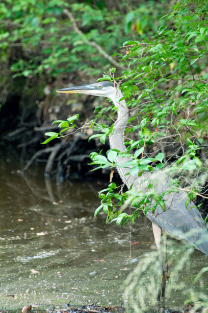 istock Great blue heron in swamp 1167870868