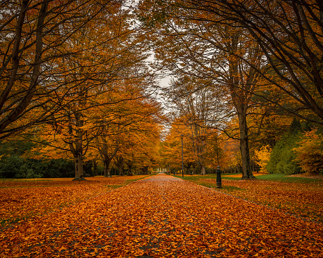 Orange and yellow coloured leaves cover the paths and walkways around Queen`s Park with Autumnal Colours,  Invercargill, New Zealand.