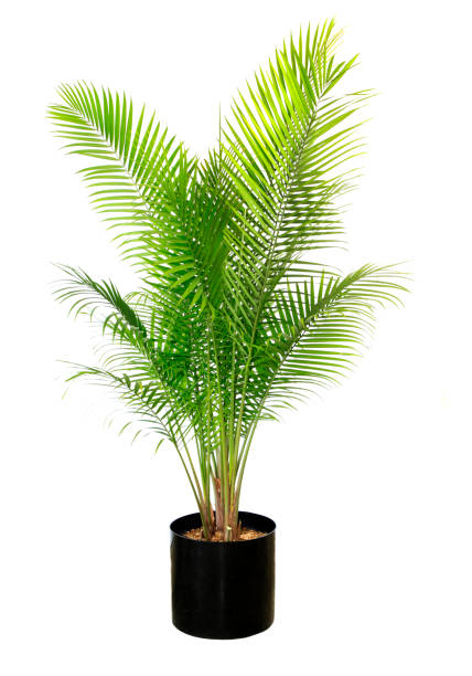 малый potted величество palm изолированы на белом - palm tree tree isolated landscaped стоковые фото и изображения