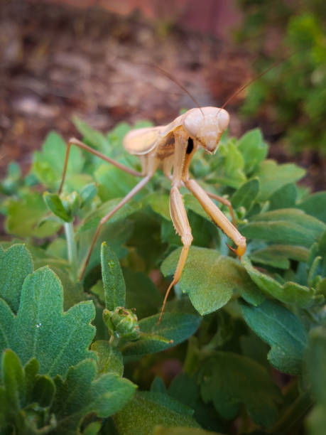 Mantis Praying - foto de acervo