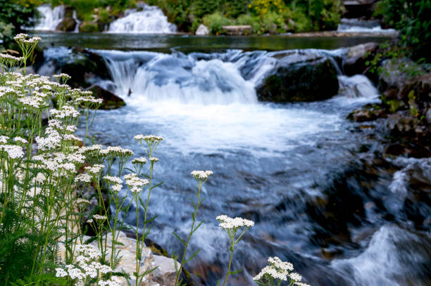 These white wildflowers are growing in front of a series of small waterfalls and pools.  This shot was taken in the morning, allowing for a long exposure and blurred motion effect.