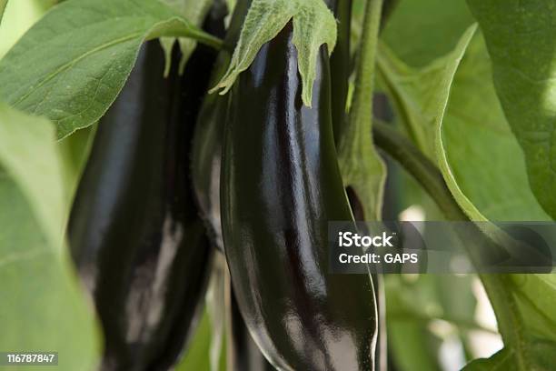 Eggplants 매달기 On 바인 준비 이미지를 0명에 대한 스톡 사진 및 기타 이미지 - 0명, 가지-채소, 건강한 식생활