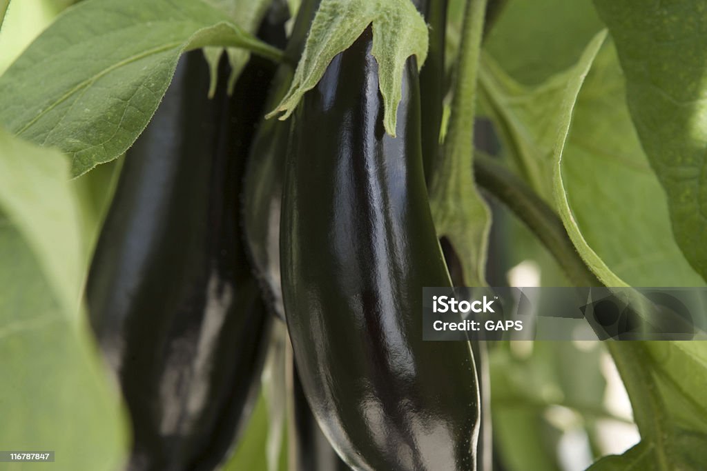 eggplants pendurar na videira pronto para recortar - Royalty-free Agricultura Foto de stock