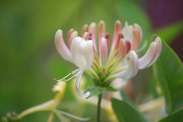 Image of climbing flowering honeysuckle vine plant (lonicera sempervirens) with white and cream flowers, growing trumpet Japanese honeysuckle plants in ornamental flower garden with seasonal blooms and blurred green gardening background / copy space text stock photo