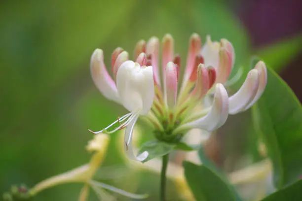 Photo of Image of climbing flowering honeysuckle vine plant (lonicera sempervirens) with white and cream flowers, growing trumpet Japanese honeysuckle plants in ornamental flower garden with seasonal blooms and blurred green gardening background / copy space text