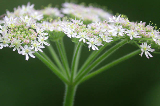 Stock photo of flowering white cow parsley wild flowers growing in hedgerow of wildlife garden with stalks, petals and pollen attracting honey bees, wild chervil flower plant herbaceous perennial, Latin anthriscus sylvestris, similar to poisonous poison hemlock imagen de flores silvestres de perejil de vaca blanca en flor que crecen en seto de jardín de vida silvestre con tallos, pétalos y polen que atraen abejas miel, planta de flor de chervil silvestre herbácea perenne perenne, anthriscus sylvestris latino,