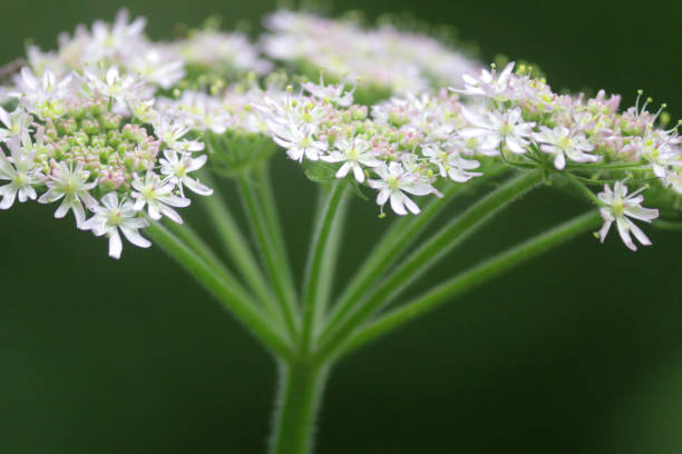 image of flowering white cow parsley wild flowers growing in hedgerow of wildlife garden with stalks, petals and pollen attracting honey bees, wild chervil flower plant herbaceous perennial, latin anthriscus sylvestris, similar to poisonous poison hemlock - cow parsley imagens e fotografias de stock