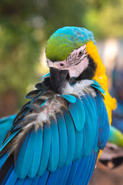 istock Blue and gold macaw cleaning the feathers 1167879810