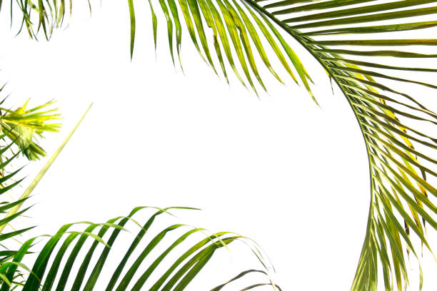istock Green leaves isolated with clipping paths 1167883304