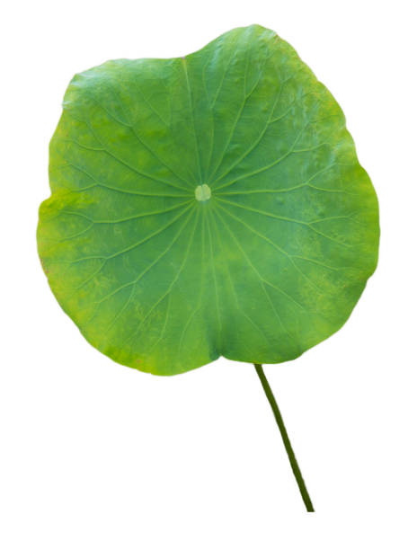 istock Lotus leaf isolated with clipping paths on a white background 1167885798
