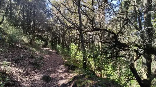 A MTB trail in Hidalgo, Mexico