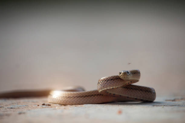 istock A small snake on the cement floor 1167887107