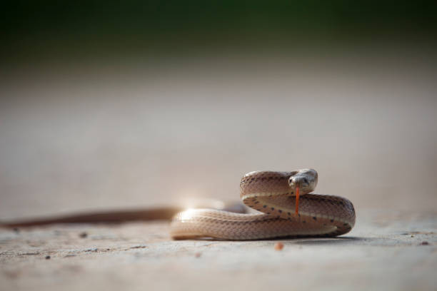istock A small snake on the cement floor 1167887833
