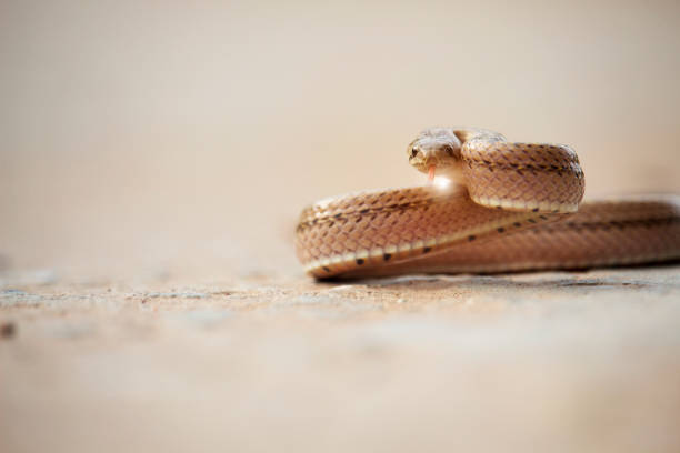 istock A small snake on the cement floor 1167890171