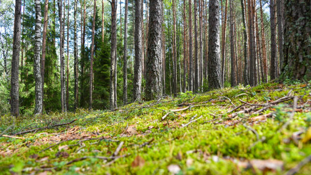 istock Green moss in the Russian forest in summer 1167890712