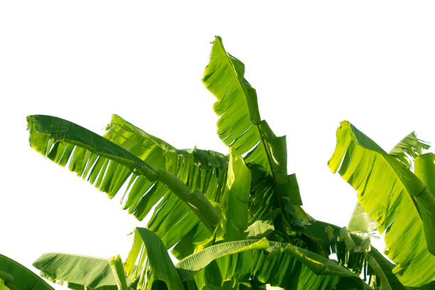 istock Banana leaf isolated on white background 1167890829