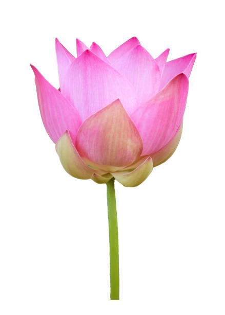 Pink lotus flower isolated with clipping paths on white background for wallpapers or graphic designs.Beautiful tropical flowers that symbolize Buddhism.
