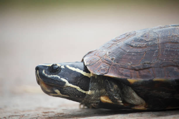 istock The little turtle is walking on a concrete road 1167894082