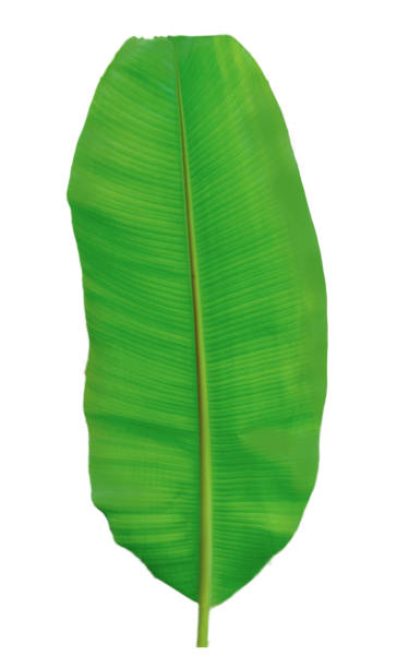 istock Banana leaf isolated on white background 1167894158