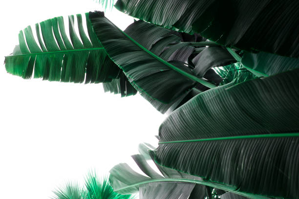istock Banana leaves isolated on a white background 1167894846