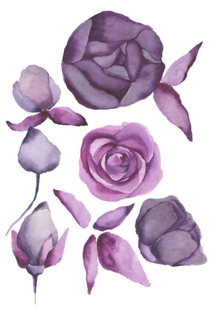 istock watercolor violet and purple isolated flowers 1167895637