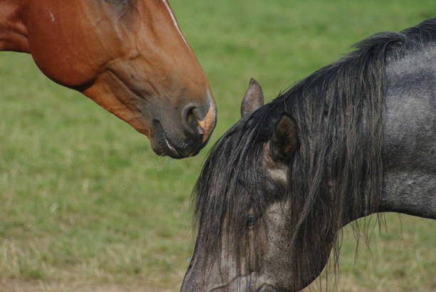 istock Horses on a warm summer day 1167897075