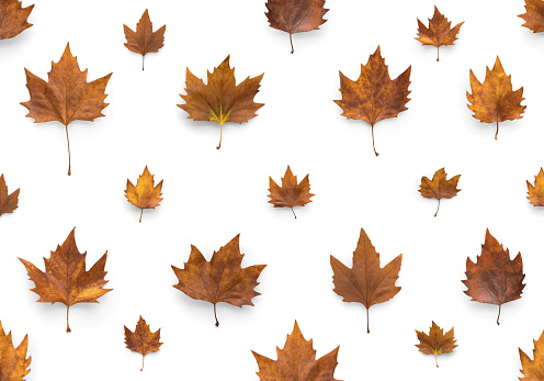 Autumn pattern with maple leaves on white background.