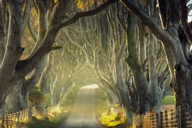 istock Dark Hedges in County Antrim, Northern Ireland 1167897897