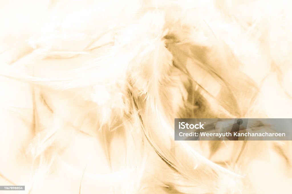 Beautiful Abstract Texture Close Up Color White Gold Brown And Yellow Feathers  Background And Wallpaper Stock Photo - Download Image Now - iStock