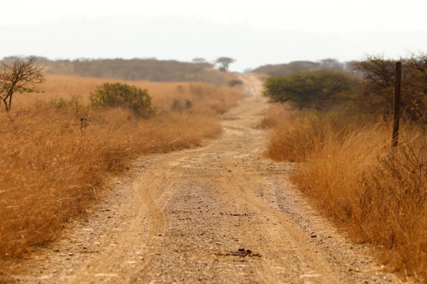 istock Safari dirt road 1167898903