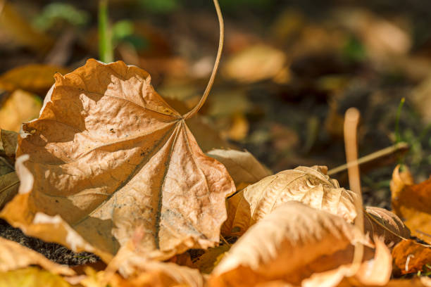 dry withered autumnal leaves on park ground. macro view. blurred natural background