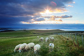 Sheeps in Ireland at sunset - Causeway Coastline, Country Antrim