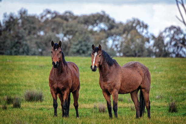 Horses in a field stock photo