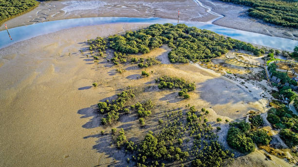 istock Tooradin Mangroves 1167902571