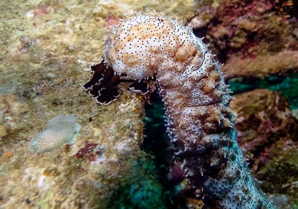 istock Blackspotted Sea Cucumber (Pearsonothuria graeffei) 1167902614
