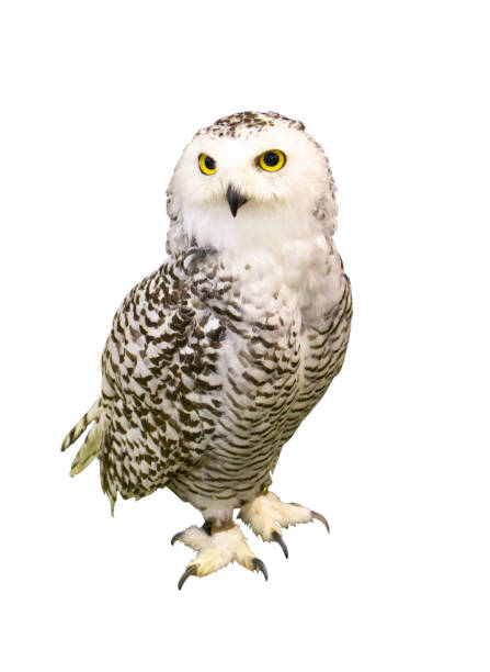 istock Portrait of Owl with clipping path. 1167903991