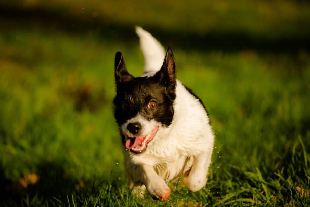 istock Companion dogs love to run 1167904821
