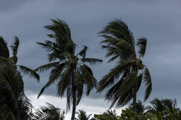 istock Beginning of tornado or hurricane winding and blowing coconut palms tree with dark storm clouds. Rainy season in the tropical 1167905922