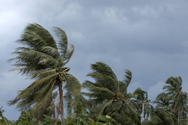 istock Beginning of tornado or hurricane winding and blowing coconut palms tree with dark storm clouds. Rainy season in the tropical 1167905989