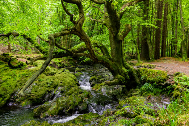trees, lakes and streams in Tollymore Forest Park, Ireland