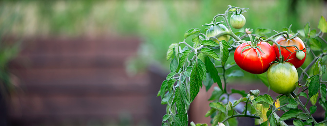 Ripe red tomatoes and tomatoes that are not yet ripe are hanging on a tomato plant. Tomatoes in the garden, harvest, copy space.