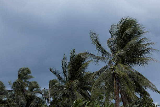 istock Beginning of tornado or hurricane winding and blowing coconut palms tree with dark storm clouds. Rainy season in the tropical 1167906703