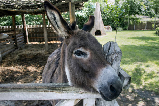 istock Portrait of a donkey 1167907071